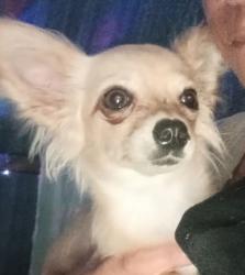 Lost Male Dog last seen I lost sight of him in Centenary park as he panic-ran away after being hit by a car, Fortitude Valley, QLD 4006