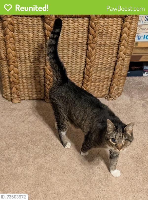 Reunited Male Cat last seen Near Lofty Pine Ln Mills River, Mills River, NC 28759