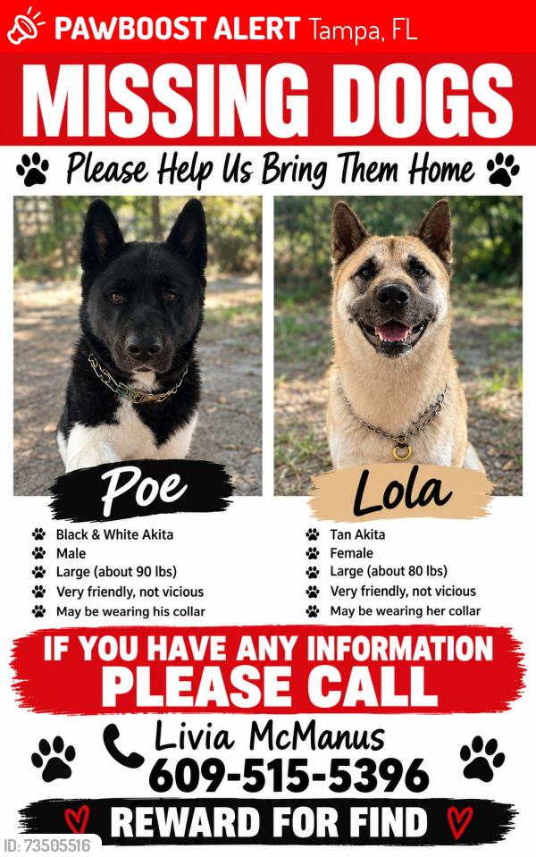 Lost Male Dog last seen E Columbus near I-4, Tampa, FL 33610