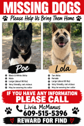 Lost Male Dog last seen E Columbus near I-4, Tampa, FL 33610