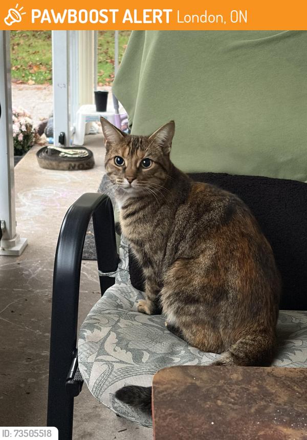 Found/Stray Female Cat last seen Huron st, London, ON 
