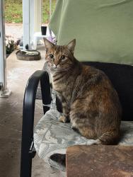 Found/Stray Female Cat last seen Huron st, London, ON 