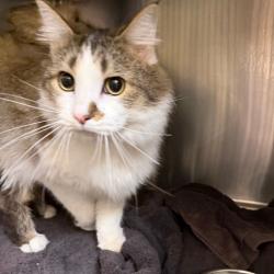 Shelter Stray Unknown Cat last seen , 5570 Sturmer Park Cir, Winston-Salem, NC 27105, USA