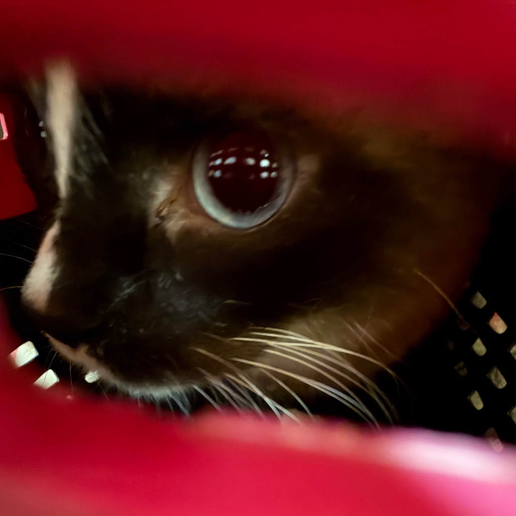 Shelter Stray Unknown Cat last seen , 5570 Sturmer Park Cir, Winston-Salem, NC 27105, USA