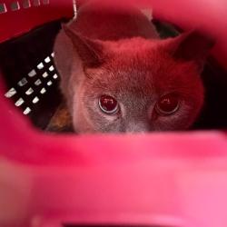 Shelter Stray Unknown Cat last seen , 5570 Sturmer Park Cir, Winston-Salem, NC 27105, USA