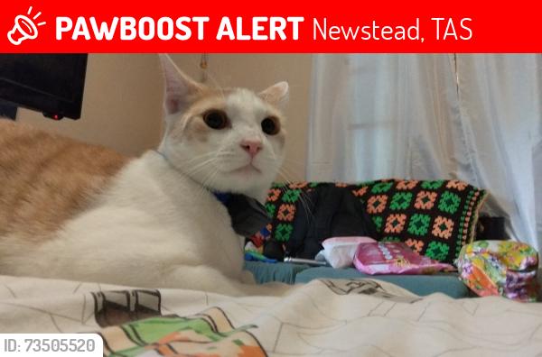 Lost Male Cat last seen Near RAOB GAB, Newstead, TAS 7250