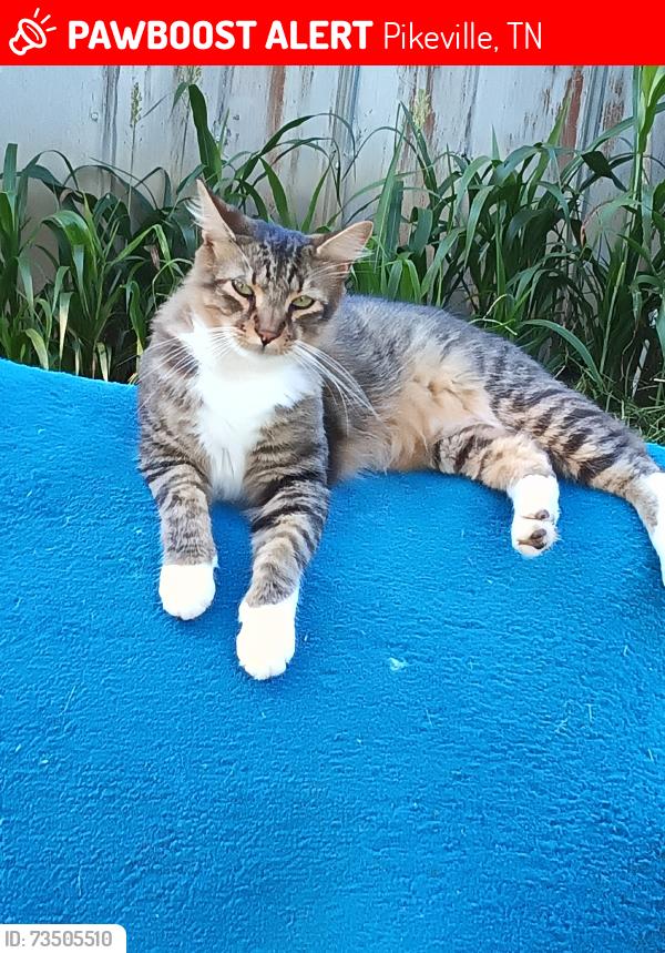 Lost Male Cat last seen Hwy 30 Wheeler MTN., Pikeville, TN 37367