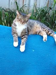 Lost Male Cat last seen Hwy 30 Wheeler MTN., Pikeville, TN 37367