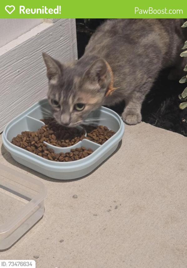Reunited Male Cat last seen Riverstone westpoint amenity center 2, San Antonio, TX 78253