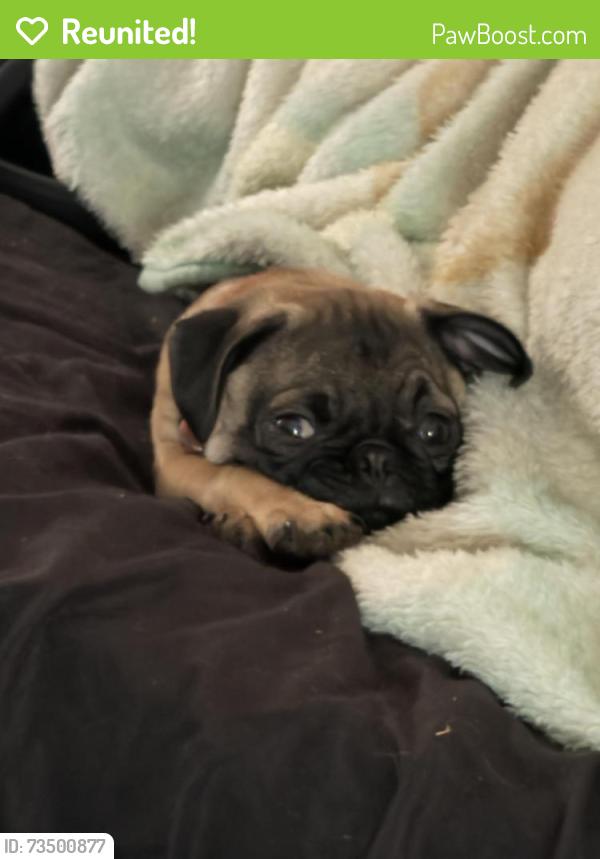 Reunited Male Dog last seen E Farmers Rd, Seagoville, TX 75159