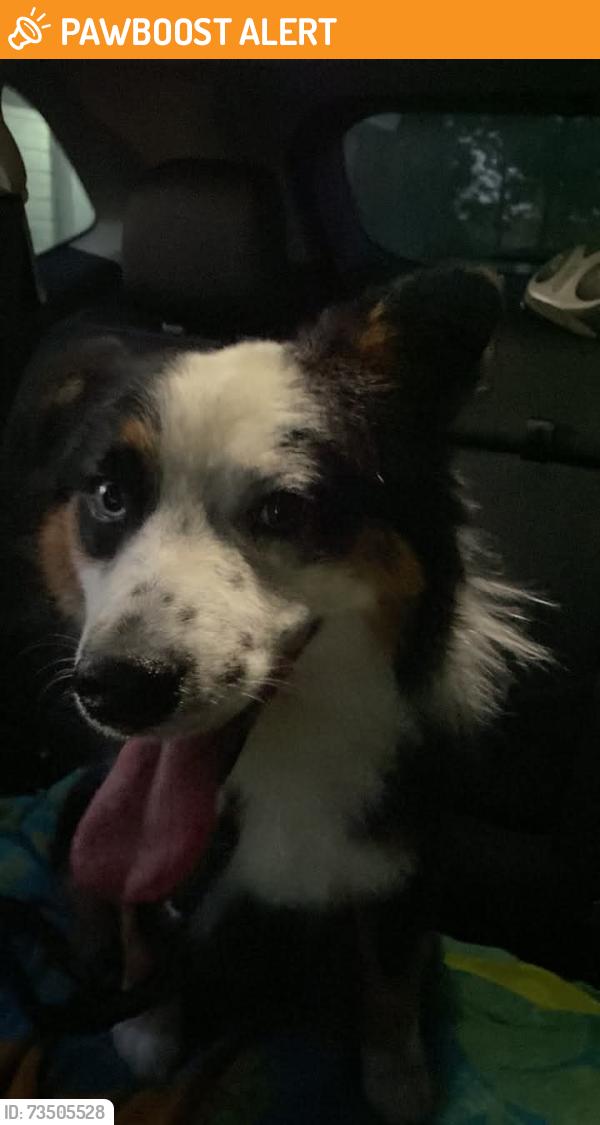 Found/Stray Unknown Dog last seen Bahns mill road, Windsor Township, PA 17356