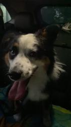 Found/Stray Unknown Dog last seen Bahns mill road, Windsor Township, PA 17356
