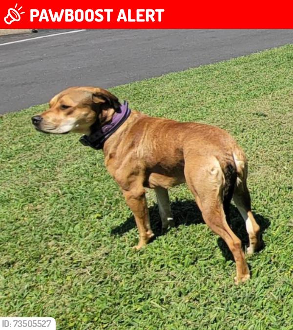 Lost Female Dog last seen Rt 1, Chester, VA 23831