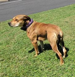 Lost Female Dog last seen Rt 1, Chester, VA 23831