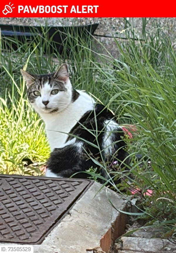 Lost Male Cat last seen Stifford clays, Thurrock, England RM16 2DL