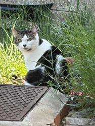 Lost Male Cat last seen Stifford clays, Thurrock, England RM16 2DL