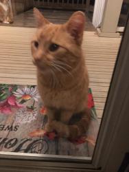 Lost Male Cat last seen Union Road near Gaston Co Airport, Gastonia, NC 28056