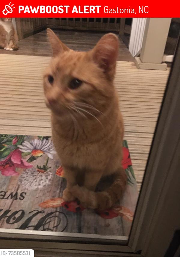 Lost Male Cat last seen Union Road near Gaston Co Airport, Gastonia, NC 28056