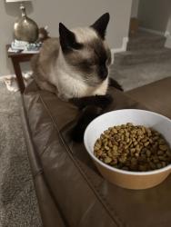 Reunited Male Cat last seen Roy Roger Rd, Patton Village, TX 77372