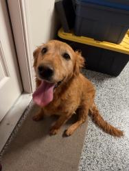 Reunited Female Dog last seen Oracle Drive, Odessa, TX, Odessa, TX 79765