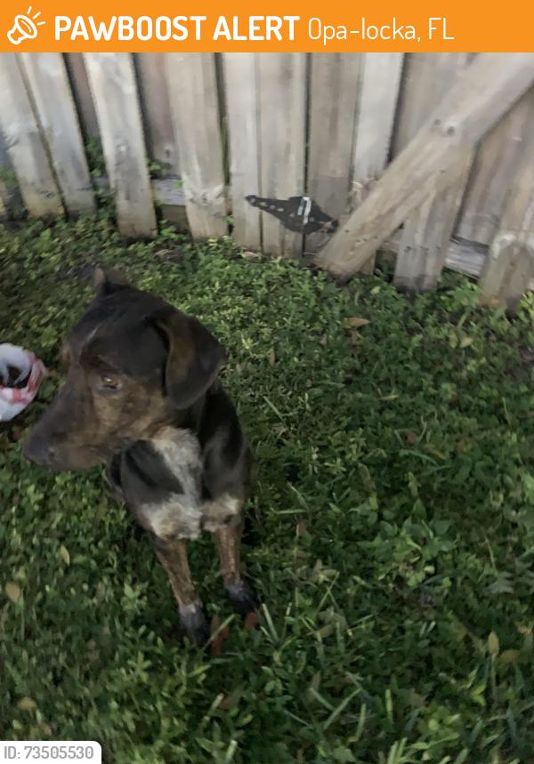 Found/Stray Male Dog last seen Near fisherman st Dunad ave opalocka fl33054, Opa-locka, FL 33054