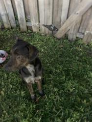 Found/Stray Male Dog last seen Near fisherman st Dunad ave opalocka fl33054, Opa-locka, FL 33054