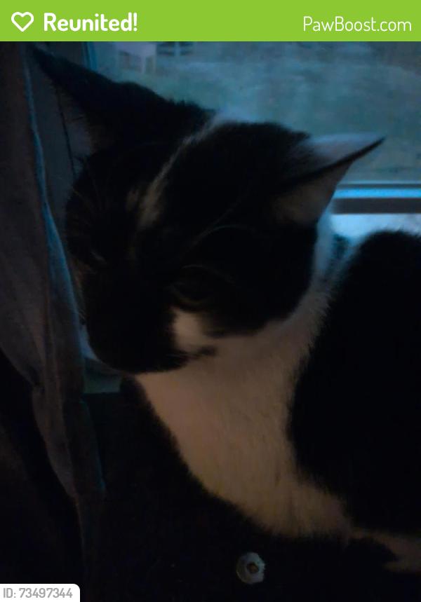 Reunited Male Cat last seen Paisley Wood and Stapleton Chase, Nashville, TN 37013