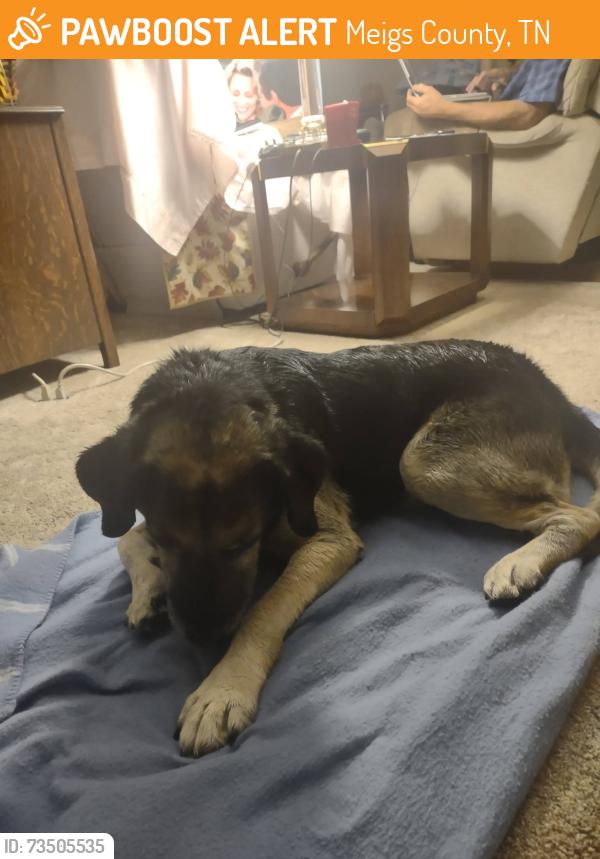 Found/Stray Male Dog last seen highway 60, Meigs County, TN 37308