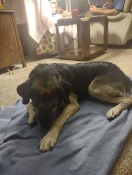 Found/Stray Male Dog last seen highway 60, Meigs County, TN 37308