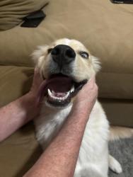 Reunited Female Dog last seen 122nd and Tamarac st, Thornton, CO 80602
