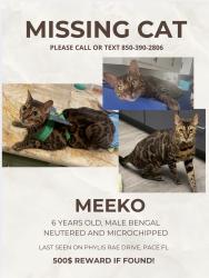 Lost Female Cat last seen Ashley plantation subdivision, Pace, FL 32571