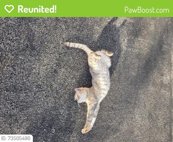 Reunited Male Cat last seen Near Daly Ln, Plainfield, IL 60586, USA, Plainfield, IL 60586
