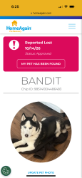 Lost Male Dog last seen Fernando Drive, De Pere, WI 54115