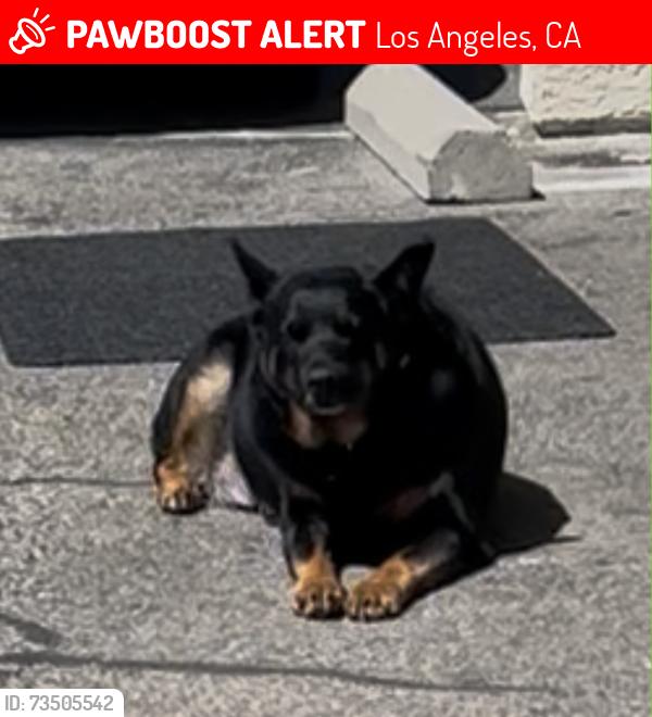 Lost Male Dog last seen White Oak and Margate, Los Angeles, CA 91316