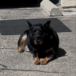 Lost Male Dog last seen White Oak and Margate, Los Angeles, CA 91316