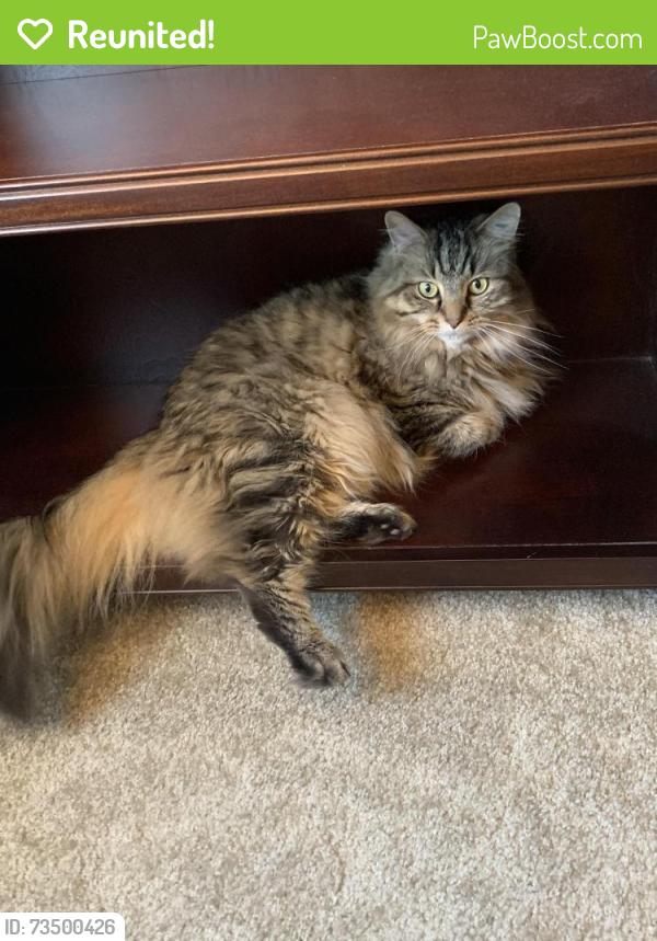 Reunited Male Cat last seen Home on Abigail Way, Indianapolis, IN 46239