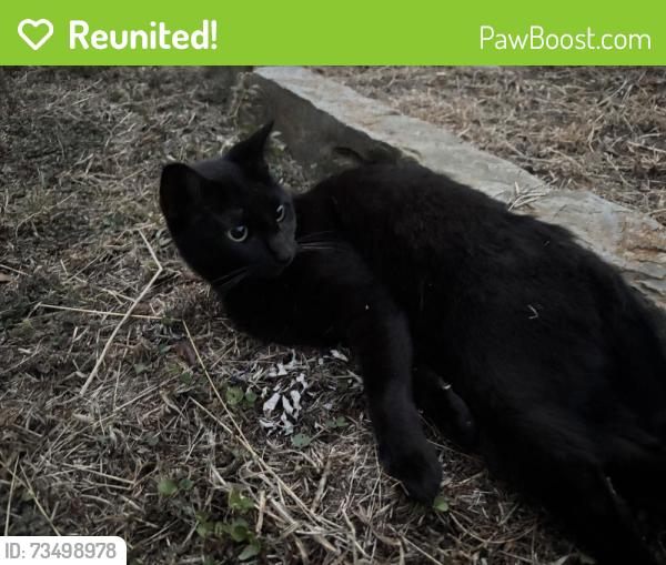 Reunited Female Cat last seen Stone Road, Kilgore, TX 75662