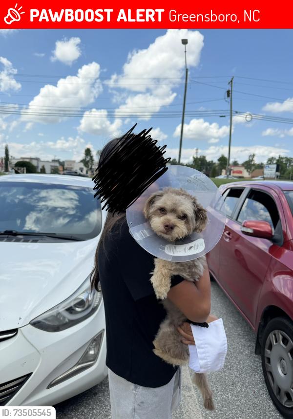 Lost Male Dog last seen Paterson, i-40 ramp, merrit dr, Greensboro, NC 27403