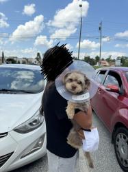 Lost Male Dog last seen Paterson, i-40 ramp, merrit dr, Greensboro, NC 27403