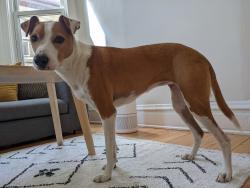 Reunited Female Dog last seen Central Park and Fullerton, Chicago, IL 60647