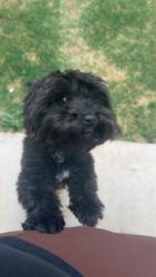 Reunited Male Dog last seen 10th st and fairpoint, Lubbock, TX 79416