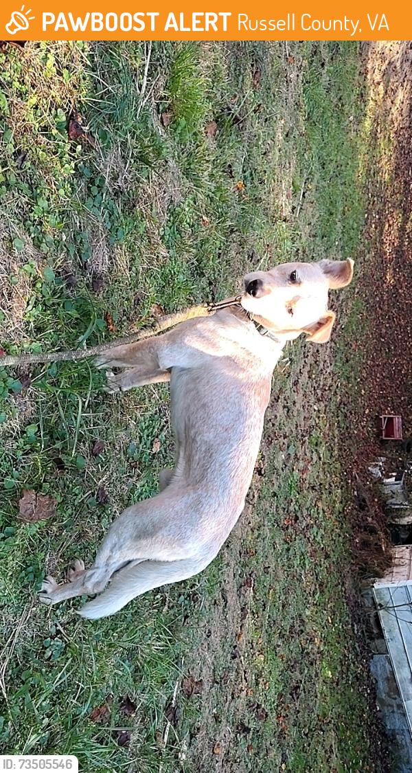 Found/Stray Male Dog last seen Buffalo Holiness Church, Russell County, VA 24224