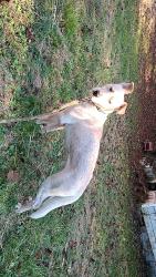 Found/Stray Male Dog last seen Buffalo Holiness Church, Russell County, VA 24224