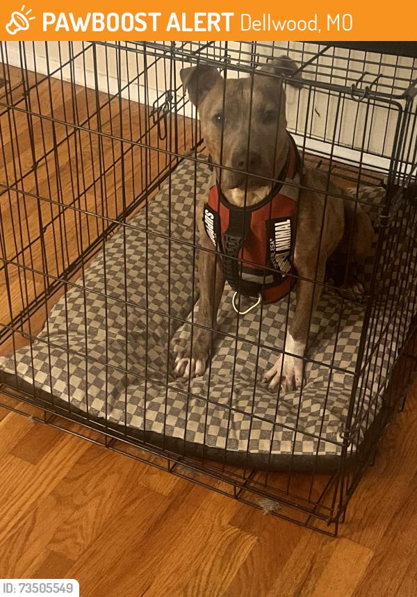 Found/Stray Female Dog last seen Dacey and Deem, Dellwood, MO 63135