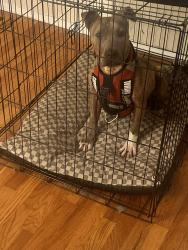 Found/Stray Female Dog last seen Dacey and Deem, Dellwood, MO 63135