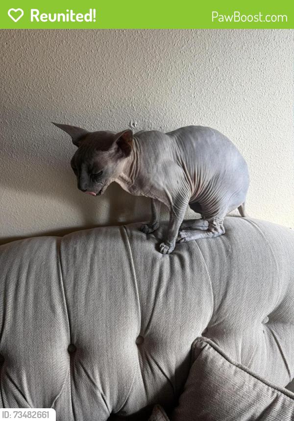 Reunited Male Cat last seen Bayhead Dr, San Antonio, TX 78220