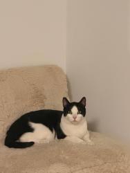 Found/Stray Male Cat last seen in my home: 400 Stanley Ave Apt 01 Bayonne, NJ, Bayonne, NJ 07002