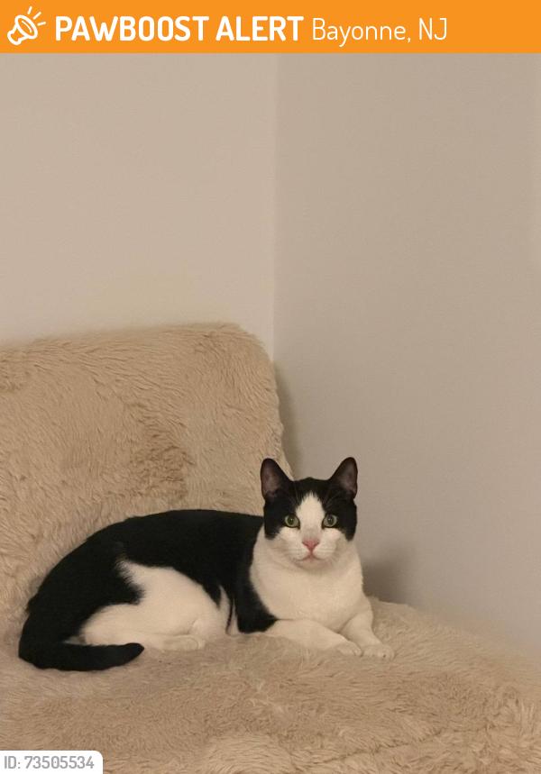 Found/Stray Male Cat last seen in my home: 400 Stanley Ave Apt 01 Bayonne, NJ, Bayonne, NJ 07002