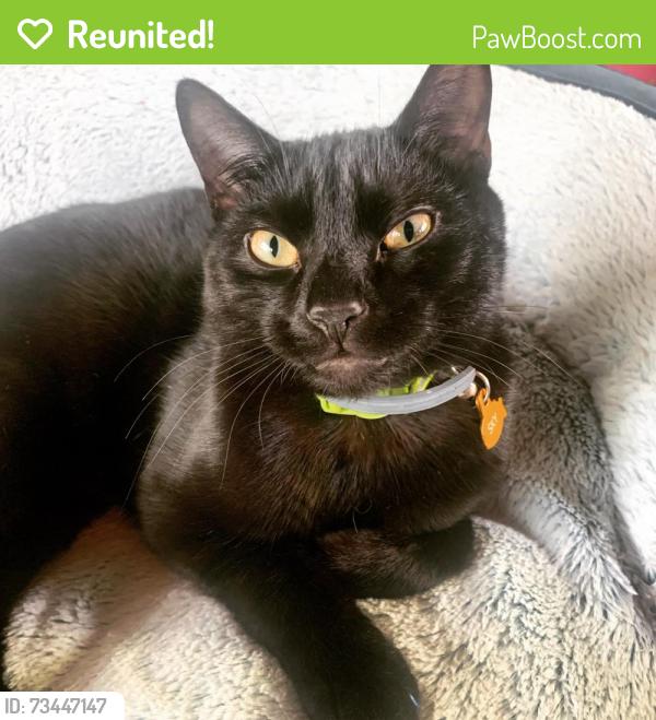 Reunited Male Cat last seen Near Turpin Hills Dr, Cincinnati, OH 45244