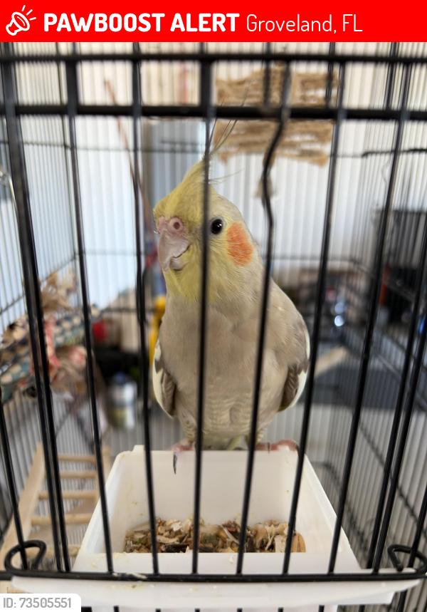 Lost Female Bird last seen Villa city road, Groveland, FL 34753